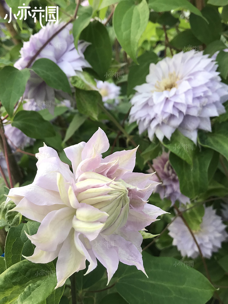 小亦花园【沃金美女】进口铁线莲花苗大花重瓣爬藤盆栽c125