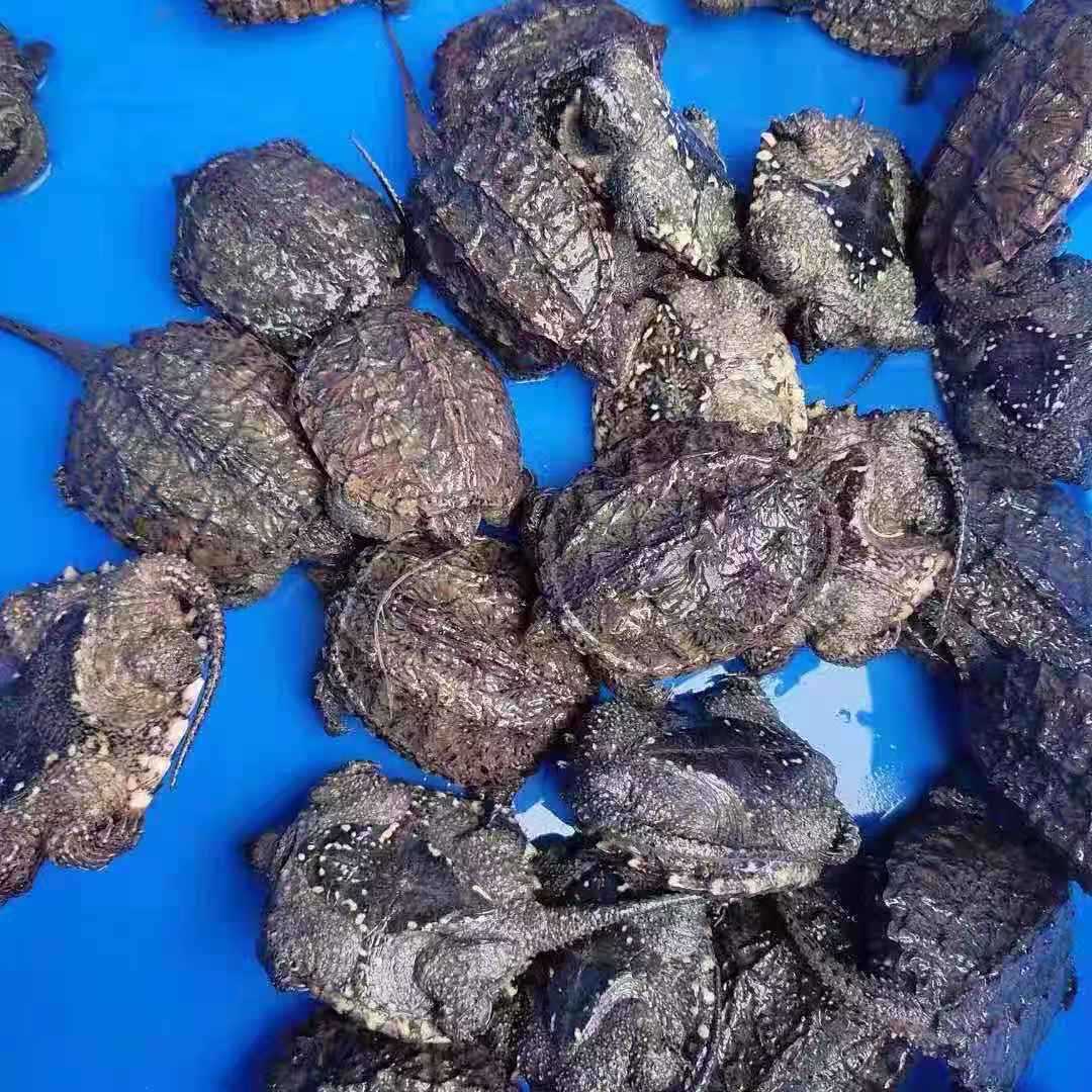 大鳄龟北美小鳄龟苗杂佛宠物观赏杂佛食肉外塘凶猛小乌龟