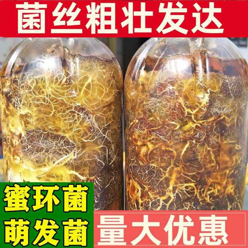 优质天麻猪苓蜜环菌萌发菌花粉蒴果黄豆密环菌新鲜天麻种子野生