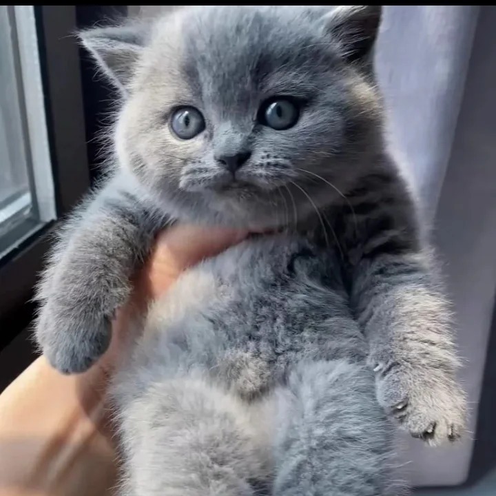 纯种蓝猫小猫幼猫英短幼崽活体矮脚英国短毛猫宠物猫咪活物