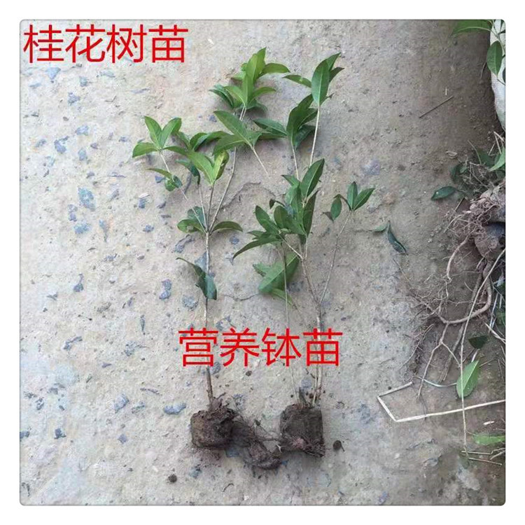 基地桂花 四季桂小苗丹桂金桂小苗盆栽地栽苗规格齐全量大批发