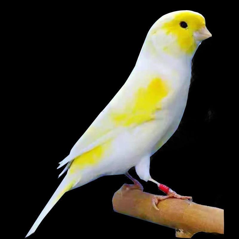 大红袍辣椒红玉鸟芙蓉鸟马赛克小丑小格白玉鸟金丝雀黄玉活体包邮