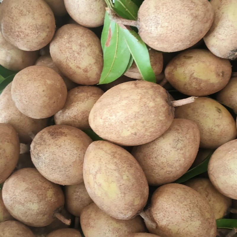 海南新鲜水果特产人心果养生圣果自然绿色水果当季应季-阿里巴巴