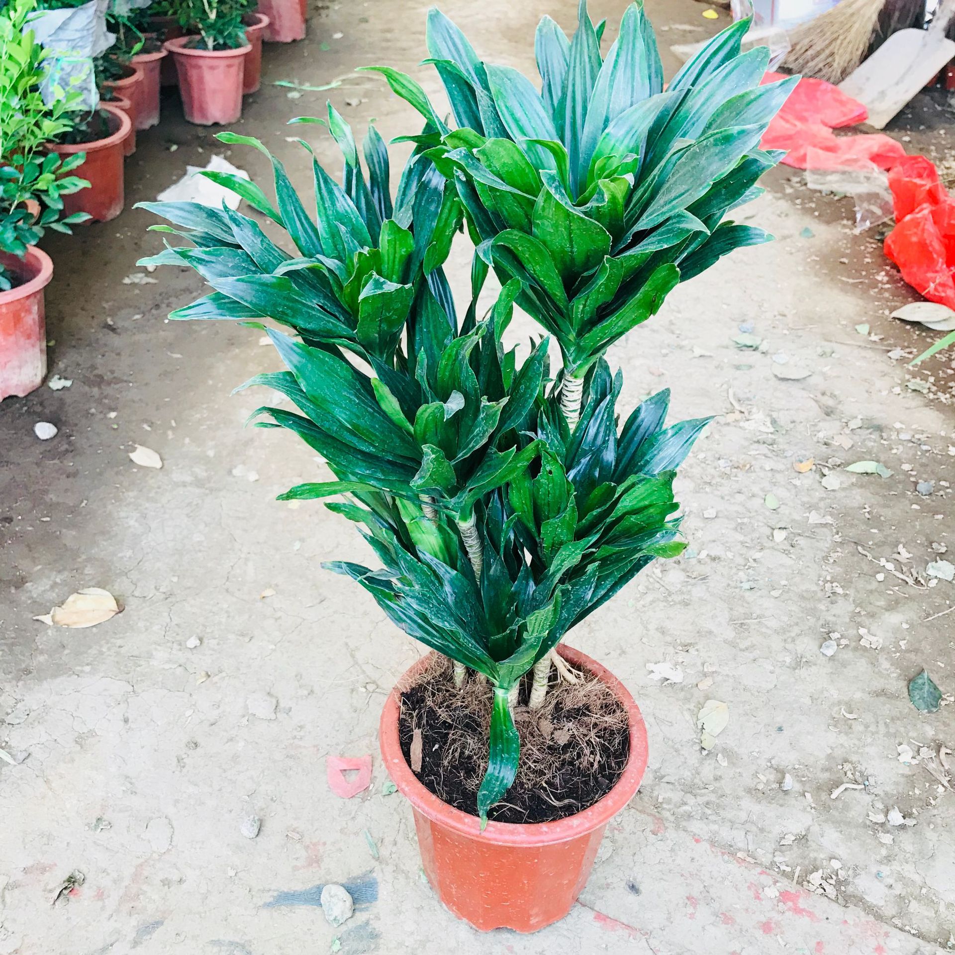 大棚批发销售绿植花卉盆栽 室内客厅办公太阳神绿植四季常青盆栽