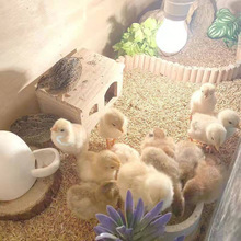 芦丁鸡箱养殖笼家用笼子饲养箱养鸡仓鼠鹌鹑60基础笼厂家一件代发