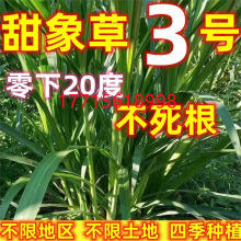 台湾甜象草种子多年生牧草种子皇竹草四季常青高产猪牛羊鱼草种籽