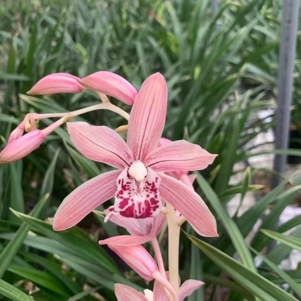 带花包,红满天,是秋冬花季建兰,过年正花开旺季的喜庆品种