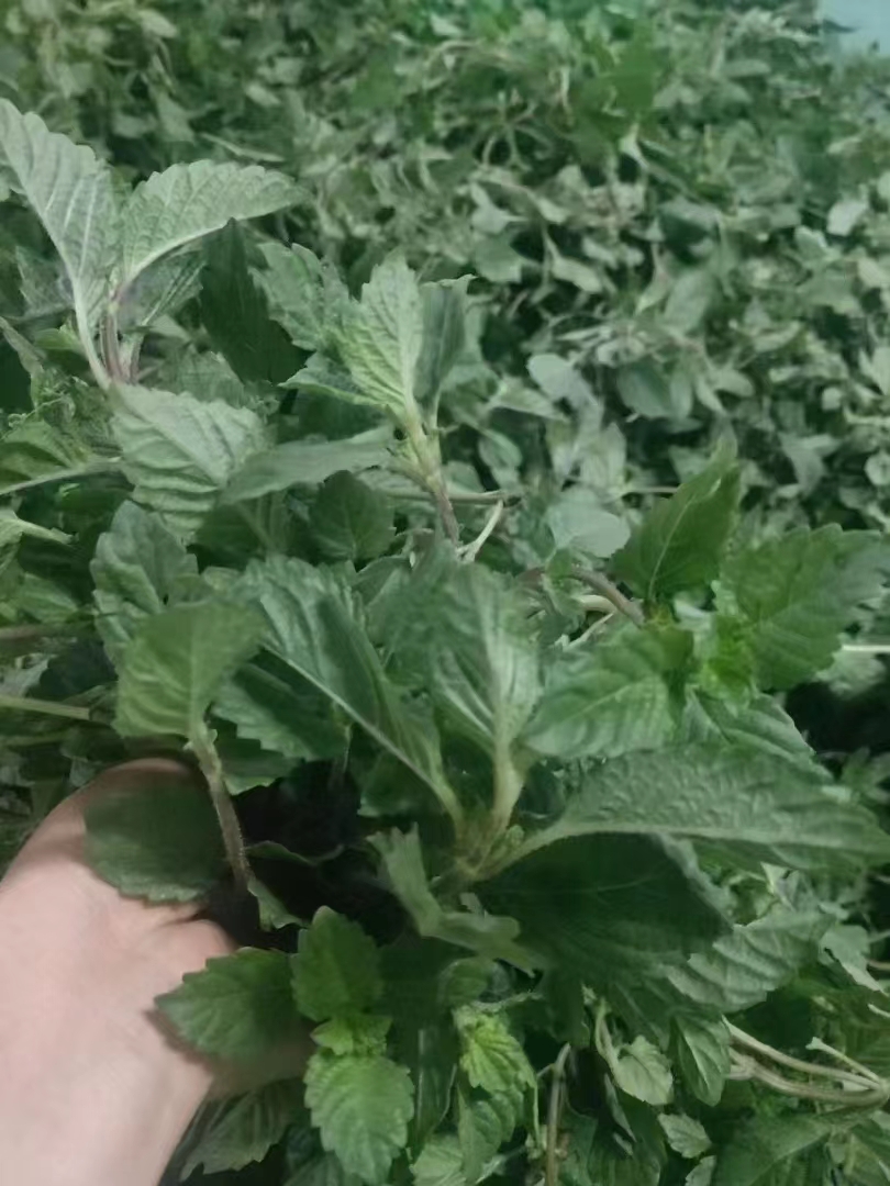 xc活动价3斤30元包邮凉粉草新鲜凉粉草绿凉粉仙人草烧仙草湿凉粉