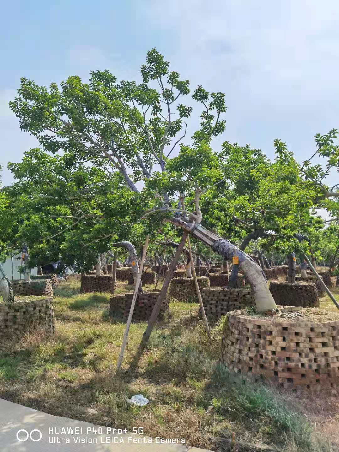 漳州苗圃批发红果铁冬青 铁刀木红果冬青 冬青树-阿里巴巴