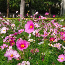 批发野花组合花卉种子格桑花种子波斯菊种子易种植花种子四季播种