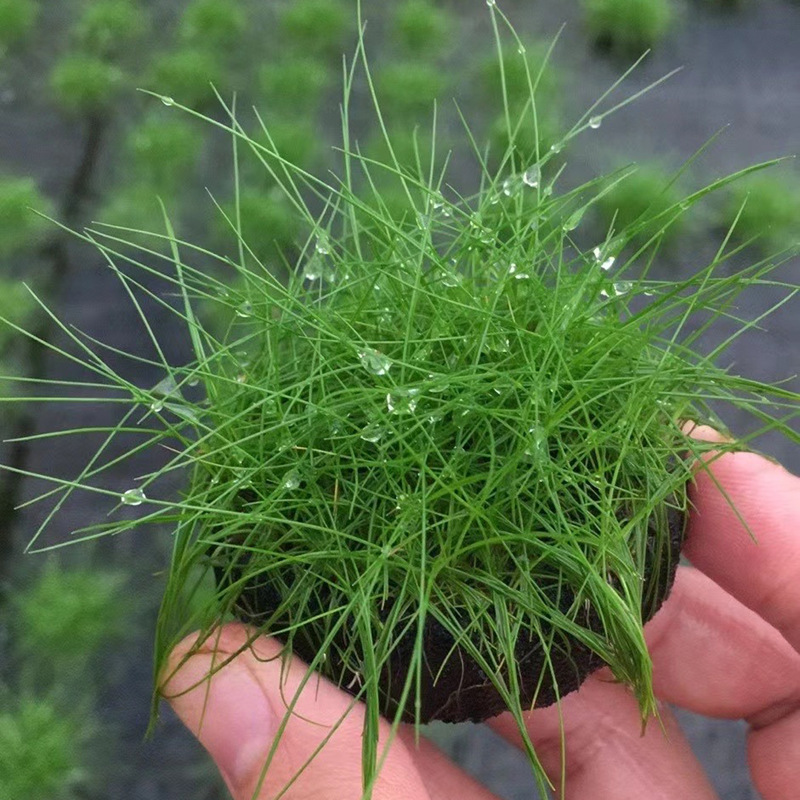 牛毛毡坨草真水草活体观赏鱼缸水族懒人造景水草批发前景坨草