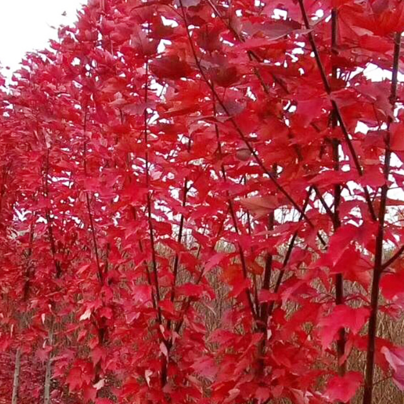 基地批发 美国红枫小苗 风景行道树苗 造林绿化美国红枫小树苗