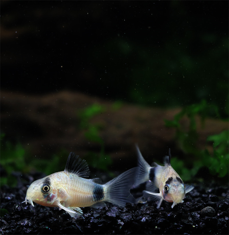 热带鱼清道夫熊猫鼠底层清洁鱼水草缸清洁鱼活体清洁鱼缸残渣宠物