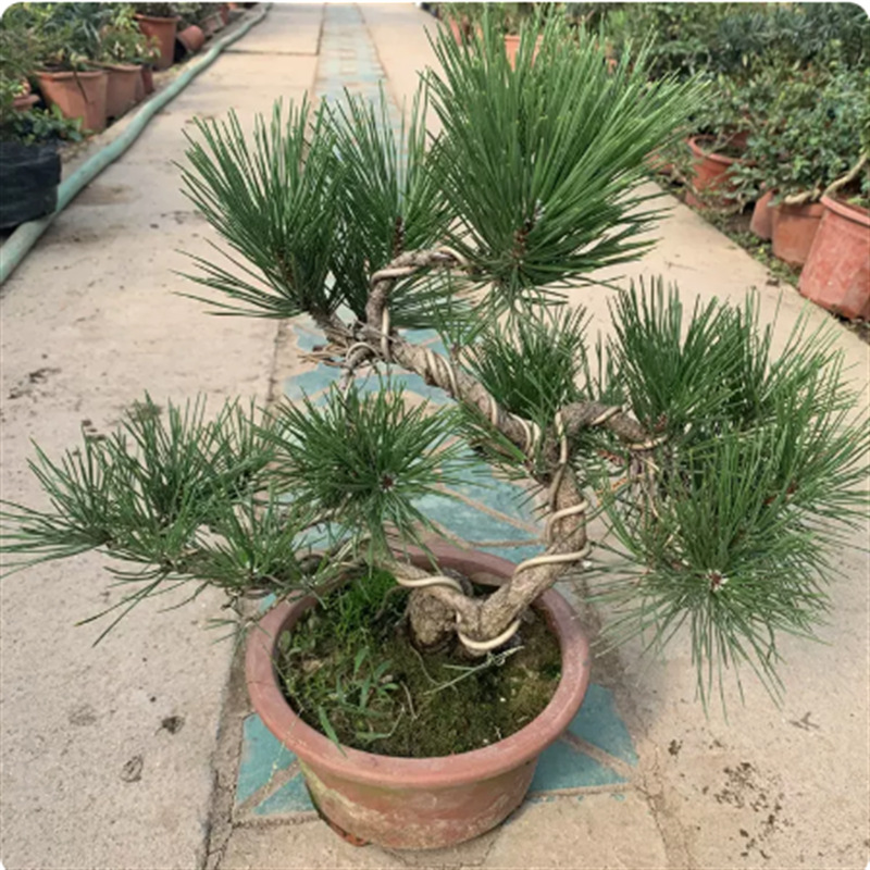 日本提根黑松老桩矮霸盆景树桩实物五针松盆景办公室耐寒黑松盆景