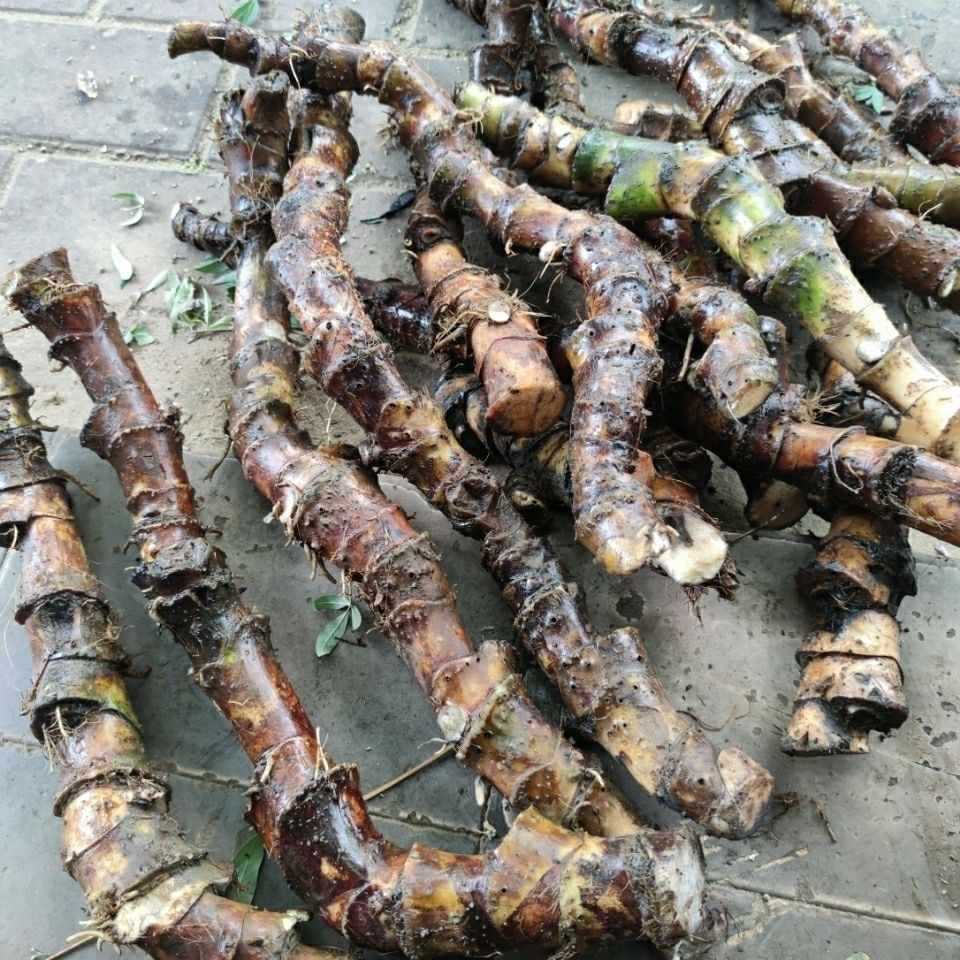 消淋巴,散结核 簕茨菇 水刺芋 簕芋 500克一斤其他小阿炮中国大陆