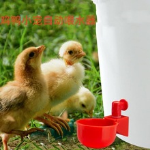 跨境鸡喂水器自动饮水碗饮水器鹌鹑鸟鸽鹦鹉饮水器鸡饮水器小鸡饮