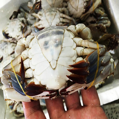 批发 冷冻梭子蟹冻螃蟹整箱商用 餐饮酒店蟹煲店自助料理火锅食材