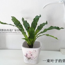 热带雨林过胶手感仿真绿植小蕨叶蕨类植物墙上装饰盆栽叶子鸟巢叶