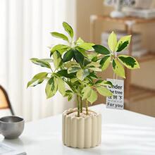 老桩琴叶榕盆栽室u内大型植物北欧风网红大叶绿植办公室北京欧洲