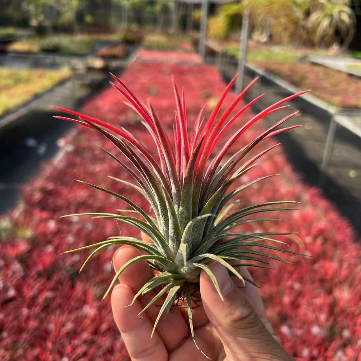 空气凤梨无土植物批发盆栽绿植红精灵黄精灵绿精灵多头群生花卉