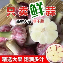 大蒜 蒜头2024年云南新鲜红皮鲜紫皮头腌制糖蒜醋蒜干蒜一件批发