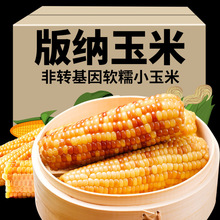 3斤西双版纳香糯小玉米云南特产新鲜糯玉米黏玉米真空即食玉米棒