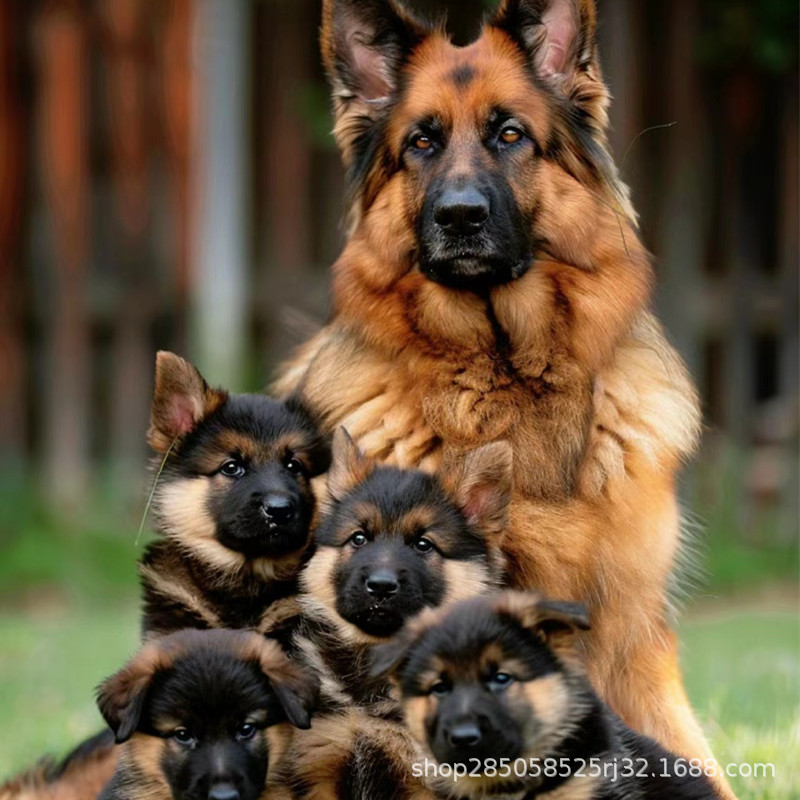 德国牧羊犬幼犬活体纯种德牧黑背犬德国牧羊犬大型犬宠物狗牧羊犬