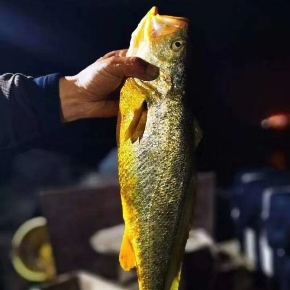 舟山大黄鱼一斤以下每条东极岛深海大黄鱼批发整条黄花鱼鲜活冷冻