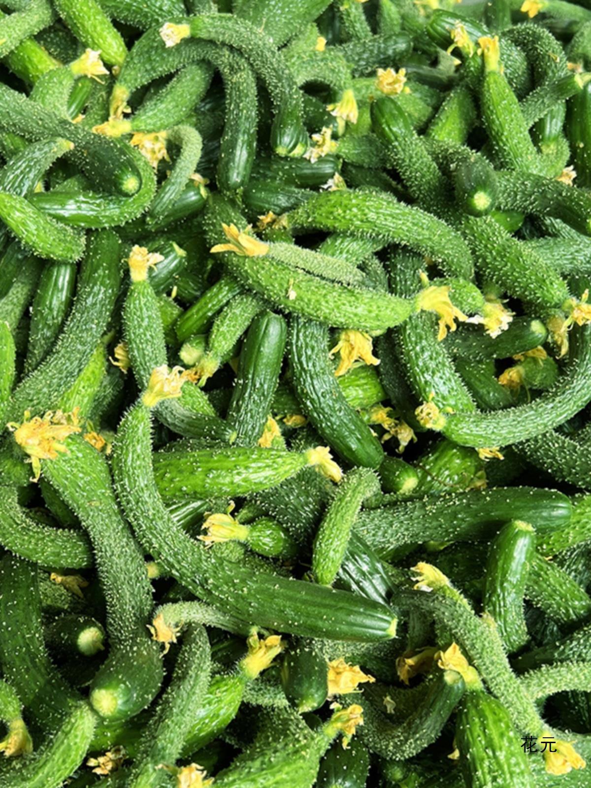 小黄瓜新鲜拇指小黄瓜扭5斤迷你小青瓜下饭菜手工腌制酱瓜蔬菜