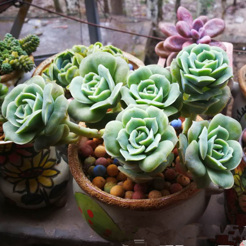 玫瑰多肉群可爱玫瑰老桩萌肉系室内阳台盆栽肉肉植物新手好养萌肉