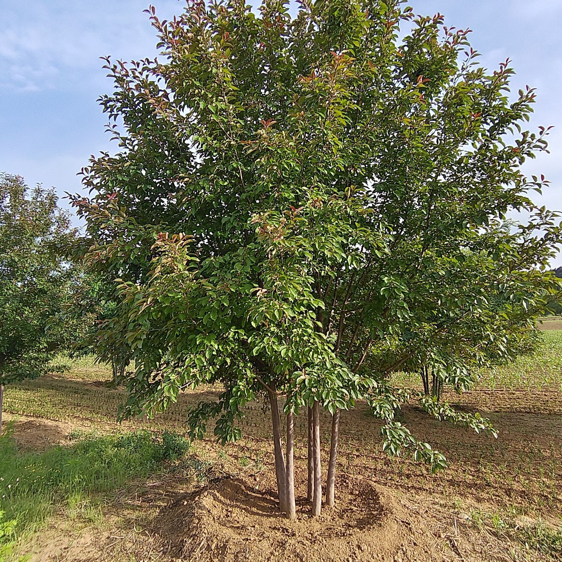 丛生海棠 多分枝海棠 北美海棠 光辉海棠 王族海棠 行道树风景树