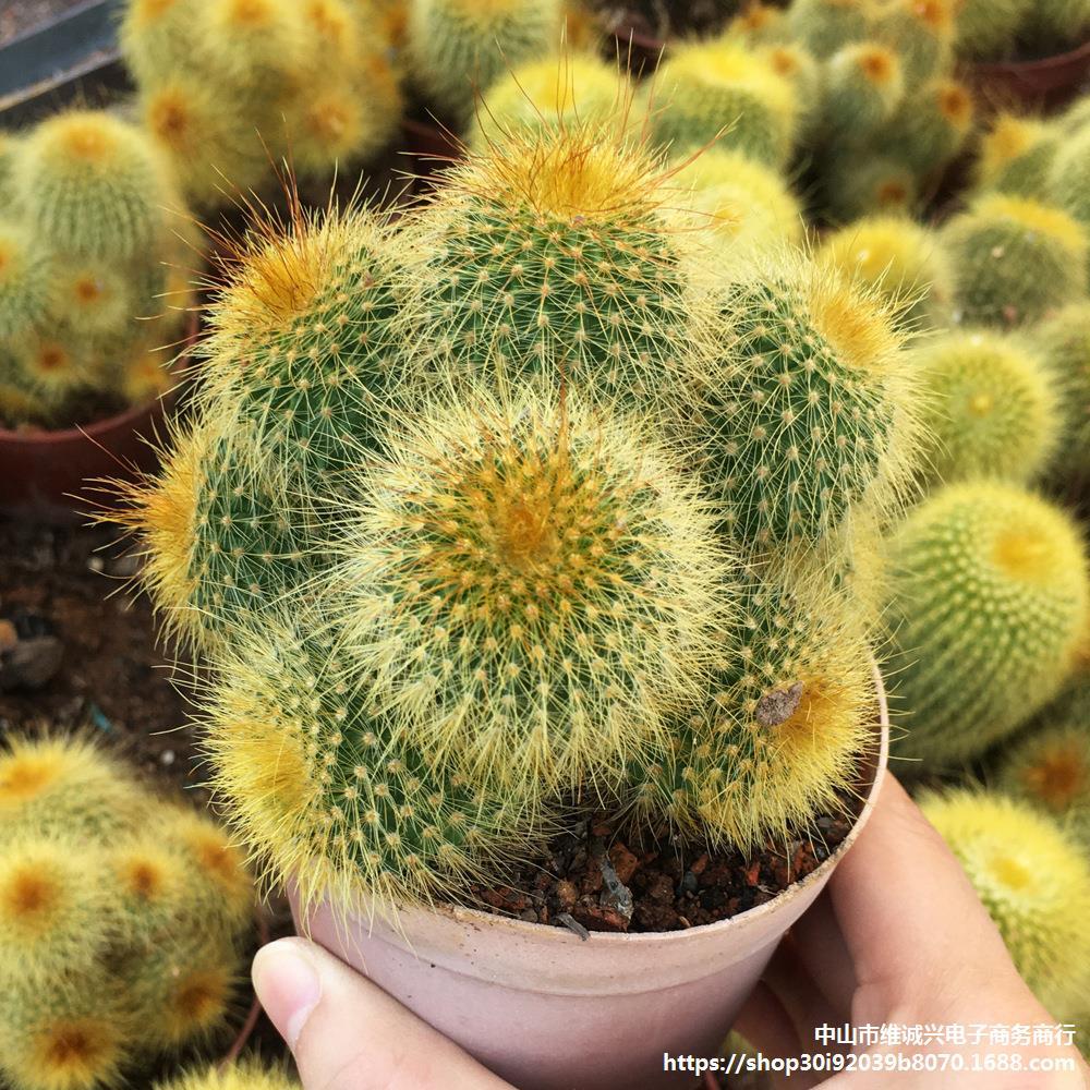 金丝猴多头群生仙人球 防辐射盆栽绿植 多肉植物-阿里巴巴