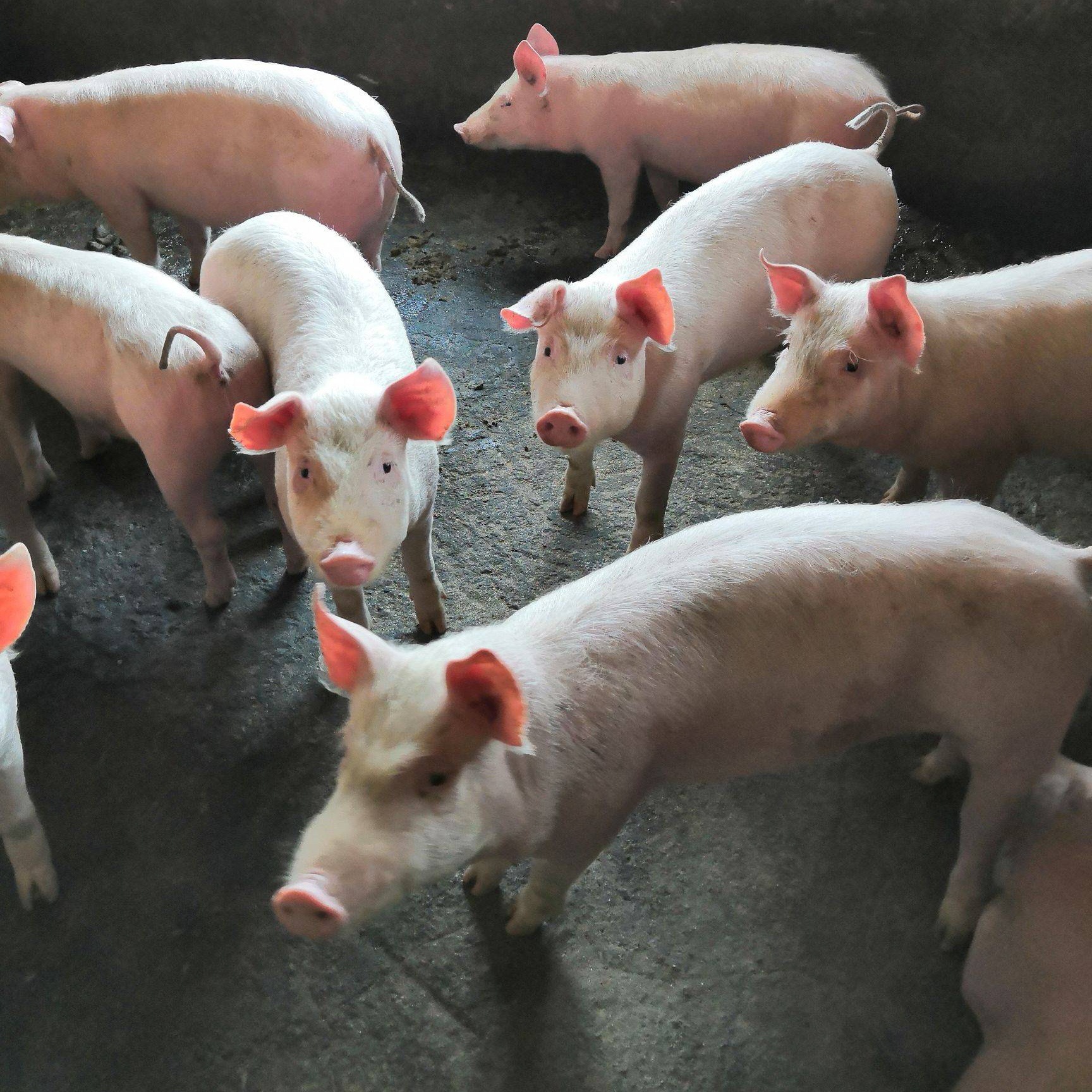 三元仔猪长白母猪崽二元育肥小猪苗长白杜洛克杂交种猪