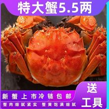 现货鲜活大蟹活螃蟹公母大闸蟹鲜活六月黄5.5-2两活蟹闸蟹母螃蟹