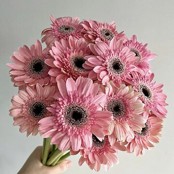 云南昆明鲜切花基地批发非洲菊扶郎花拉丝菊花店鲜花直批花材真花