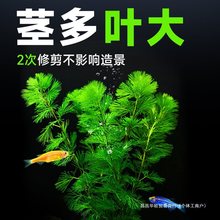 活体水草植物鱼缸造景水培植物真草蜈蚣竹节宫廷草中后景阴性水草