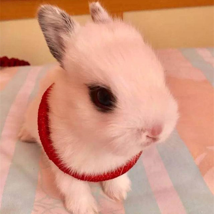 侏儒兔子活物凤眼海棠小型宠物兔活幼垂耳兔活体出售宠物兔活体兔子