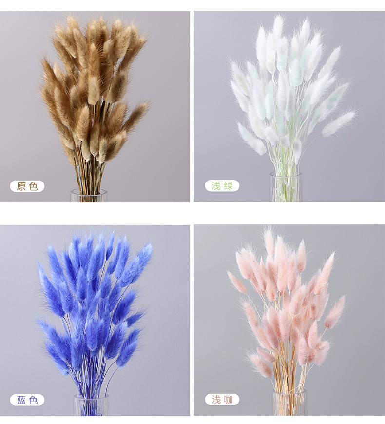 染色兔尾草干花狗尾巴草插花花束配材居家装饰永生花干花定制批发