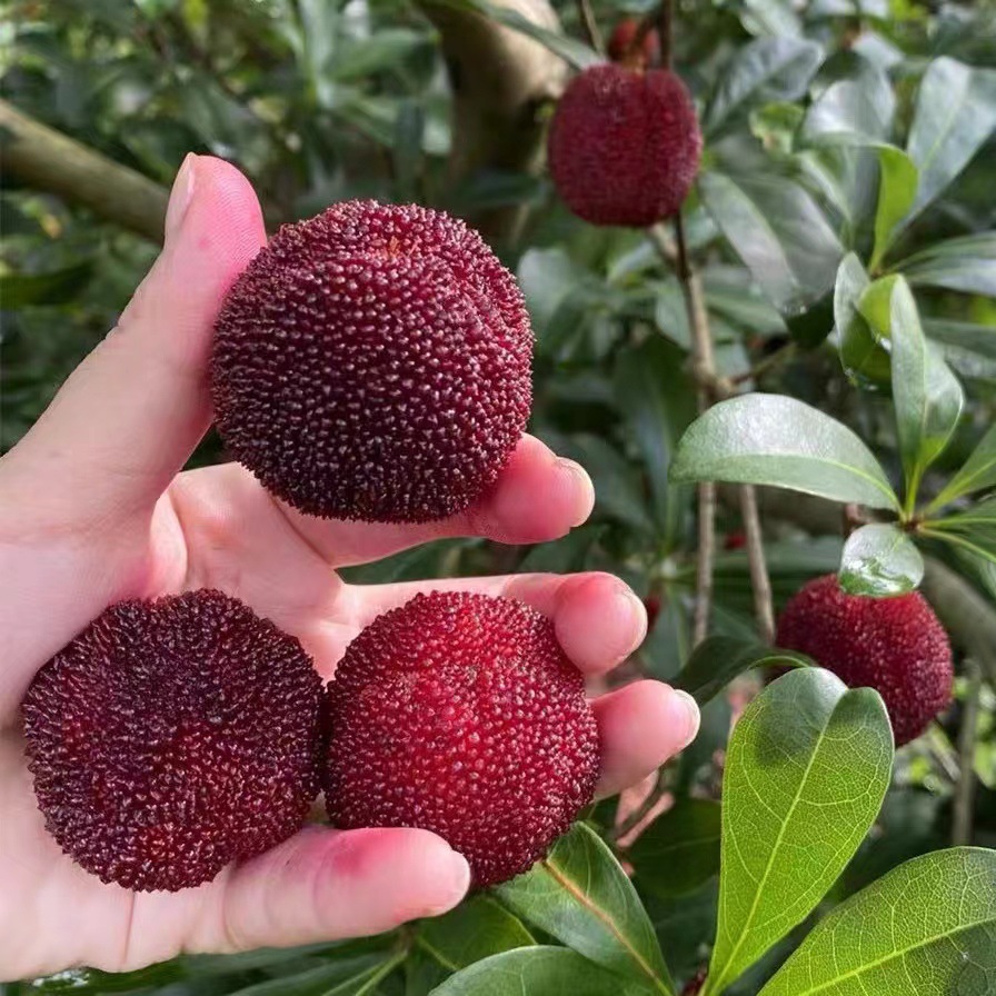 浙江仙居东魁杨梅鲜果新鲜水果现摘现发当季孕妇水果大杨梅3斤6斤