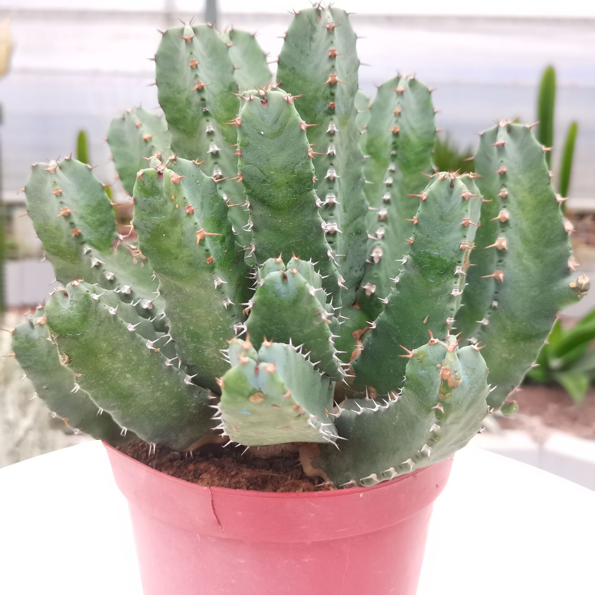 【产地直发】白角麒麟仙人掌批发仙人球批发多肉植物批发盆栽批发