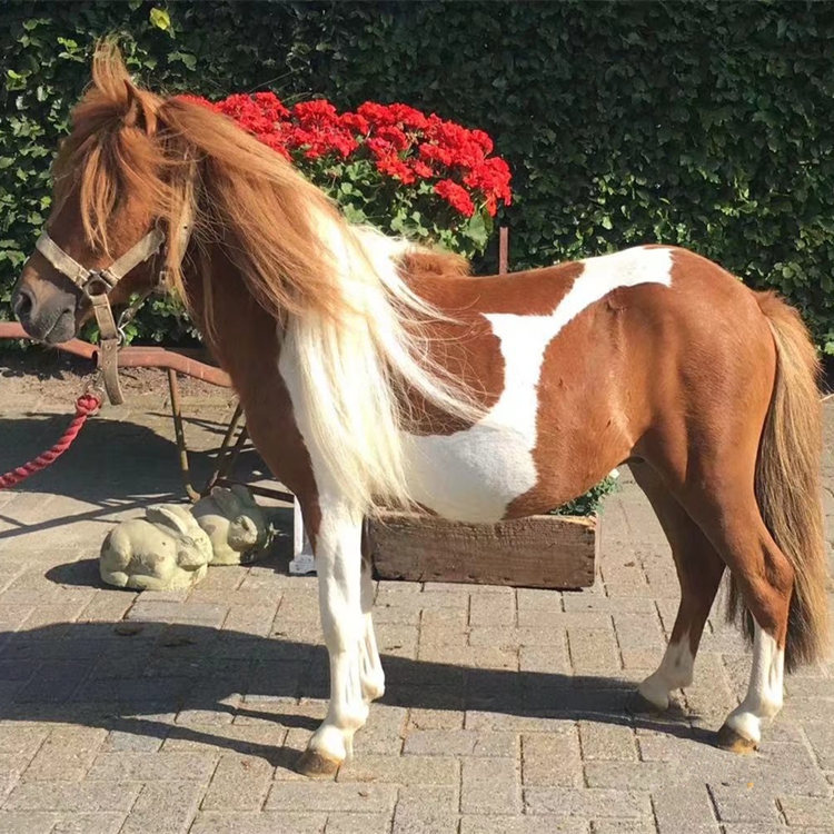 0成交0匹矮马活体德保矮马国产迷你小马驹儿童骑乘马宠物设特兰袖珍马