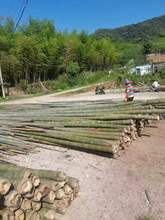 楠竹厂家 海里养殖打桩 建筑工地用的大毛竹 量大价优楠竹