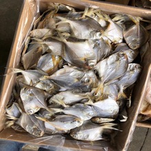 白仓小仓鱼咸鱼海味干货海干海鲜好货优质凤尾鱼淡干一手货源鱼干