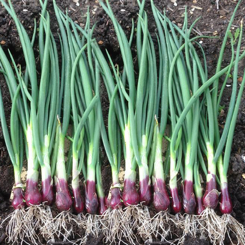 四季小葱种籽红根香葱种子夏秋季阳台菜籽籽种葱籽蔬菜盆栽孑包邮