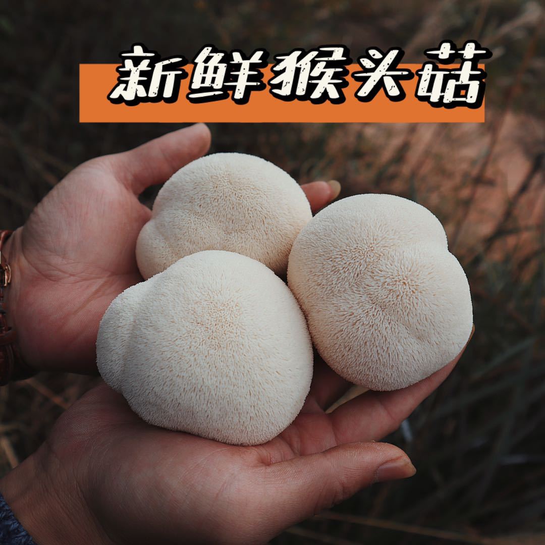 【顺丰快递】福建古田新鲜猴头菇2斤 新鲜蘑菇菌类-阿里巴巴