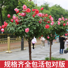 棒棒糖树桩月季庭院花卉阳台盆栽嫁接玫瑰花苗大花浓香四季开花爆