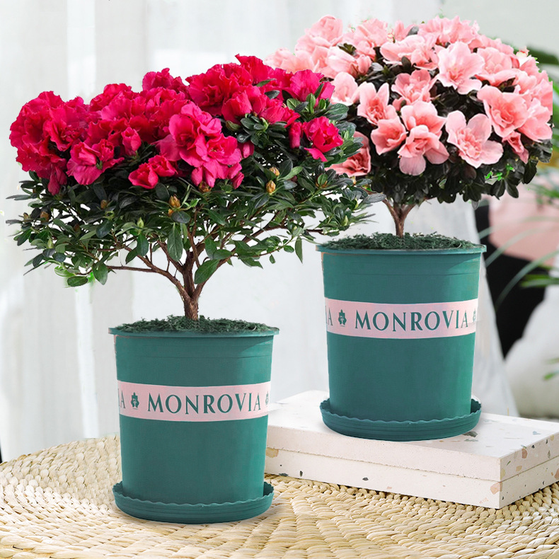 两盆杜鹃花盆栽带花苞庭院四季绿植物室内花卉老桩映山红花苗绿植