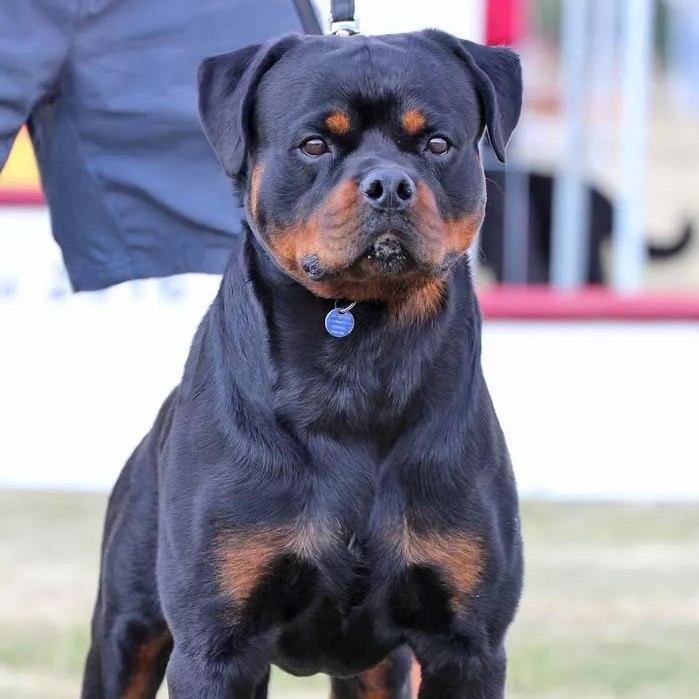 纯种罗威纳幼犬活体罗威纳警犬护卫犬幼崽罗威纳工作犬双血统价格