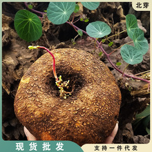 山乌龟金不换绿植物红藤圆叶多肉块根山乌龟爬藤火山石花盆栽植物