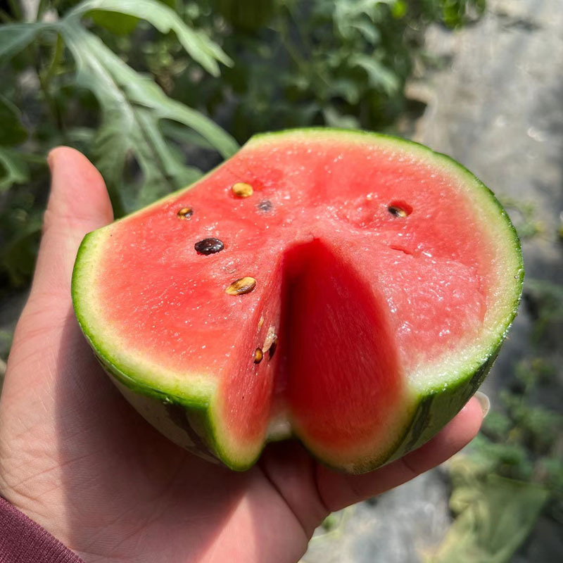 【顺丰京东】山东手剥2k小西瓜脆甜多汁新鲜水果现摘现发礼盒装